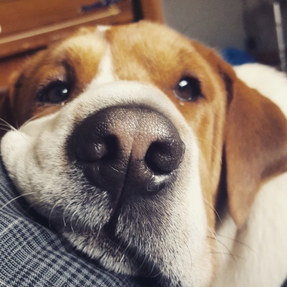 Meet your Posher, Nicole - Picture 3 of 3